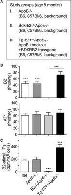 Increased <mark class="highlighted">Reactive Oxygen Species Generation</mark> Contributes to the Atherogenic Activity of the B2 Bradykinin Receptor